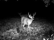 Kentucky deer hunting, western kentucky deer hunting, deer hunting, hunting, archery, Whitetail deer hunting, west ky whitetail hunting, kentucky whitetail outfitters, boone & crocket