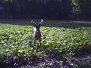 Kentucky deer hunting, western kentucky deer hunting, deer hunting, hunting, archery, Whitetail deer hunting, west ky whitetail hunting, kentucky whitetail outfitters, boone & crocket