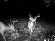 Kentucky deer hunting, western kentucky deer hunting, deer hunting, hunting, archery, Whitetail deer hunting, west ky whitetail hunting, kentucky whitetail outfitters, boone & crocket