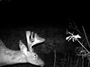 Kentucky deer hunting, western kentucky deer hunting, deer hunting, hunting, archery, Whitetail deer hunting, west ky whitetail hunting, kentucky whitetail outfitters, boone & crocket