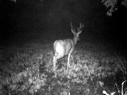 Kentucky deer hunting, western kentucky deer hunting, deer hunting, hunting, archery, Whitetail deer hunting, west ky whitetail hunting, kentucky whitetail outfitters, boone & crocket
