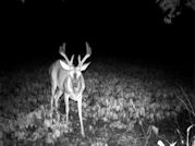 Kentucky deer hunting, western kentucky deer hunting, deer hunting, hunting, archery, Whitetail deer hunting, west ky whitetail hunting, kentucky whitetail outfitters, boone & crocket