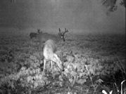 Kentucky deer hunting, western kentucky deer hunting, deer hunting, hunting, archery, Whitetail deer hunting, west ky whitetail hunting, kentucky whitetail outfitters, boone & crocket