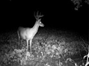 Kentucky deer hunting, western kentucky deer hunting, deer hunting, hunting, archery, Whitetail deer hunting, west ky whitetail hunting, kentucky whitetail outfitters, boone & crocket