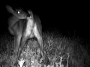 Kentucky deer hunting, western kentucky deer hunting, deer hunting, hunting, archery, Whitetail deer hunting, west ky whitetail hunting, kentucky whitetail outfitters, boone & crocket