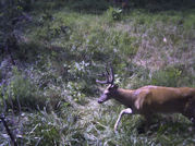 Kentucky deer hunting, western kentucky deer hunting, deer hunting, hunting, archery, Whitetail deer hunting, west ky whitetail hunting, kentucky whitetail outfitters, boone & crocket