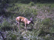 Kentucky deer hunting, western kentucky deer hunting, deer hunting, hunting, archery, Whitetail deer hunting, west ky whitetail hunting, kentucky whitetail outfitters, boone & crocket