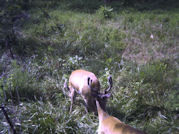 Kentucky deer hunting, western kentucky deer hunting, deer hunting, hunting, archery, Whitetail deer hunting, west ky whitetail hunting, kentucky whitetail outfitters, boone & crocket