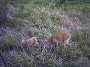 Kentucky deer hunting, western kentucky deer hunting, deer hunting, hunting, archery, Whitetail deer hunting, west ky whitetail hunting, kentucky whitetail outfitters, boone & crocket