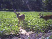 Kentucky deer hunting, western kentucky deer hunting, deer hunting, hunting, archery, Whitetail deer hunting, west ky whitetail hunting, kentucky whitetail outfitters, boone & crocket