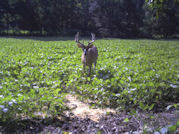 Kentucky deer hunting, western kentucky deer hunting, deer hunting, hunting, archery, Whitetail deer hunting, west ky whitetail hunting, kentucky whitetail outfitters, boone & crocket