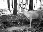 Kentucky deer hunting, western kentucky deer hunting, deer hunting, hunting, archery, Whitetail deer hunting, west ky whitetail hunting, kentucky whitetail outfitters, boone & crocket