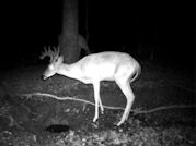 Kentucky deer hunting, western kentucky deer hunting, deer hunting, hunting, archery, Whitetail deer hunting, west ky whitetail hunting, kentucky whitetail outfitters, boone & crocket