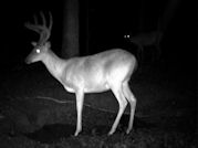 Kentucky deer hunting, western kentucky deer hunting, deer hunting, hunting, archery, Whitetail deer hunting, west ky whitetail hunting, kentucky whitetail outfitters, boone & crocket