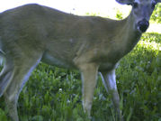 Kentucky deer hunting, western kentucky deer hunting, deer hunting, hunting, archery, Whitetail deer hunting, west ky whitetail hunting, kentucky whitetail outfitters, boone & crocket