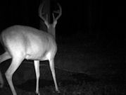 Kentucky deer hunting, western kentucky deer hunting, deer hunting, hunting, archery, Whitetail deer hunting, west ky whitetail hunting, kentucky whitetail outfitters, boone & crocket
