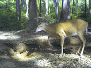 Kentucky deer hunting, western kentucky deer hunting, deer hunting, hunting, archery, Whitetail deer hunting, west ky whitetail hunting, kentucky whitetail outfitters, boone & crocket