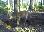 Kentucky deer hunting, western kentucky deer hunting, deer hunting, hunting, archery, Whitetail deer hunting, west ky whitetail hunting, kentucky whitetail outfitters, boone & crocket