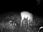 Kentucky deer hunting, western kentucky deer hunting, deer hunting, hunting, archery, Whitetail deer hunting, west ky whitetail hunting, kentucky whitetail outfitters, boone & crocket