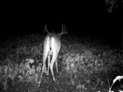 Kentucky deer hunting, western kentucky deer hunting, deer hunting, hunting, archery, Whitetail deer hunting, west ky whitetail hunting, kentucky whitetail outfitters, boone & crocket