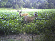 Kentucky deer hunting, western kentucky deer hunting, deer hunting, hunting, archery, Whitetail deer hunting, west ky whitetail hunting, kentucky whitetail outfitters, boone & crocket