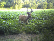 Kentucky deer hunting, western kentucky deer hunting, deer hunting, hunting, archery, Whitetail deer hunting, west ky whitetail hunting, kentucky whitetail outfitters, boone & crocket