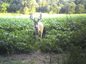 Kentucky deer hunting, western kentucky deer hunting, deer hunting, hunting, archery, Whitetail deer hunting, west ky whitetail hunting, kentucky whitetail outfitters, boone & crocket