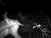 Kentucky deer hunting, western kentucky deer hunting, deer hunting, hunting, archery, Whitetail deer hunting, west ky whitetail hunting, kentucky whitetail outfitters, boone & crocket