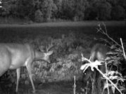 Kentucky deer hunting, western kentucky deer hunting, deer hunting, hunting, archery, Whitetail deer hunting, west ky whitetail hunting, kentucky whitetail outfitters, boone & crocket