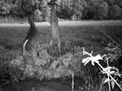 Kentucky deer hunting, western kentucky deer hunting, deer hunting, hunting, archery, Whitetail deer hunting, west ky whitetail hunting, kentucky whitetail outfitters, boone & crocket