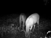 Kentucky deer hunting, western kentucky deer hunting, deer hunting, hunting, archery, Whitetail deer hunting, west ky whitetail hunting, kentucky whitetail outfitters, boone & crocket