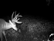 Kentucky deer hunting, western kentucky deer hunting, deer hunting, hunting, archery, Whitetail deer hunting, west ky whitetail hunting, kentucky whitetail outfitters, boone & crocket