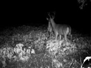 Kentucky deer hunting, western kentucky deer hunting, deer hunting, hunting, archery, Whitetail deer hunting, west ky whitetail hunting, kentucky whitetail outfitters, boone & crocket