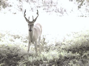 Kentucky deer hunting, western kentucky deer hunting, deer hunting, hunting, archery, Whitetail deer hunting, west ky whitetail hunting, kentucky whitetail outfitters, boone & crocket