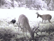 Kentucky deer hunting, western kentucky deer hunting, deer hunting, hunting, archery, Whitetail deer hunting, west ky whitetail hunting, kentucky whitetail outfitters, boone & crocket
