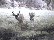 Kentucky deer hunting, western kentucky deer hunting, deer hunting, hunting, archery, Whitetail deer hunting, west ky whitetail hunting, kentucky whitetail outfitters, boone & crocket
