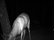 Kentucky deer hunting, western kentucky deer hunting, deer hunting, hunting, archery, Whitetail deer hunting, west ky whitetail hunting, kentucky whitetail outfitters, boone & crocket
