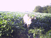 Kentucky deer hunting, western kentucky deer hunting, deer hunting, hunting, archery, Whitetail deer hunting, west ky whitetail hunting, kentucky whitetail outfitters, boone & crocket