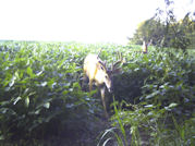 Kentucky deer hunting, western kentucky deer hunting, deer hunting, hunting, archery, Whitetail deer hunting, west ky whitetail hunting, kentucky whitetail outfitters, boone & crocket