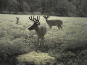 Kentucky deer hunting, western kentucky deer hunting, deer hunting, hunting, archery, Whitetail deer hunting, west ky whitetail hunting, kentucky whitetail outfitters, boone & crocket