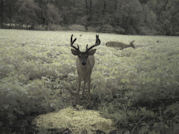 Kentucky deer hunting, western kentucky deer hunting, deer hunting, hunting, archery, Whitetail deer hunting, west ky whitetail hunting, kentucky whitetail outfitters, boone & crocket