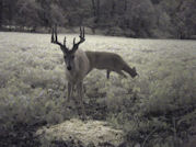 Kentucky deer hunting, western kentucky deer hunting, deer hunting, hunting, archery, Whitetail deer hunting, west ky whitetail hunting, kentucky whitetail outfitters, boone & crocket