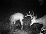 Kentucky deer hunting, western kentucky deer hunting, deer hunting, hunting, archery, Whitetail deer hunting, west ky whitetail hunting, kentucky whitetail outfitters, boone & crocket