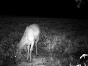 Kentucky deer hunting, western kentucky deer hunting, deer hunting, hunting, archery, Whitetail deer hunting, west ky whitetail hunting, kentucky whitetail outfitters, boone & crocket