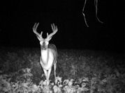 Kentucky deer hunting, western kentucky deer hunting, deer hunting, hunting, archery, Whitetail deer hunting, west ky whitetail hunting, kentucky whitetail outfitters, boone & crocket