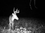 Kentucky deer hunting, western kentucky deer hunting, deer hunting, hunting, archery, Whitetail deer hunting, west ky whitetail hunting, kentucky whitetail outfitters, boone & crocket