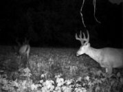 Kentucky deer hunting, western kentucky deer hunting, deer hunting, hunting, archery, Whitetail deer hunting, west ky whitetail hunting, kentucky whitetail outfitters, boone & crocket