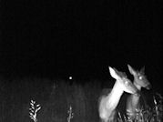 Kentucky deer hunting, western kentucky deer hunting, deer hunting, hunting, archery, Whitetail deer hunting, west ky whitetail hunting, kentucky whitetail outfitters, boone & crocket