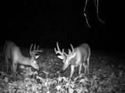 Kentucky deer hunting, western kentucky deer hunting, deer hunting, hunting, archery, Whitetail deer hunting, west ky whitetail hunting, kentucky whitetail outfitters, boone & crocket
