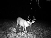 Kentucky deer hunting, western kentucky deer hunting, deer hunting, hunting, archery, Whitetail deer hunting, west ky whitetail hunting, kentucky whitetail outfitters, boone & crocket